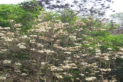 Radermachera xylocarpa